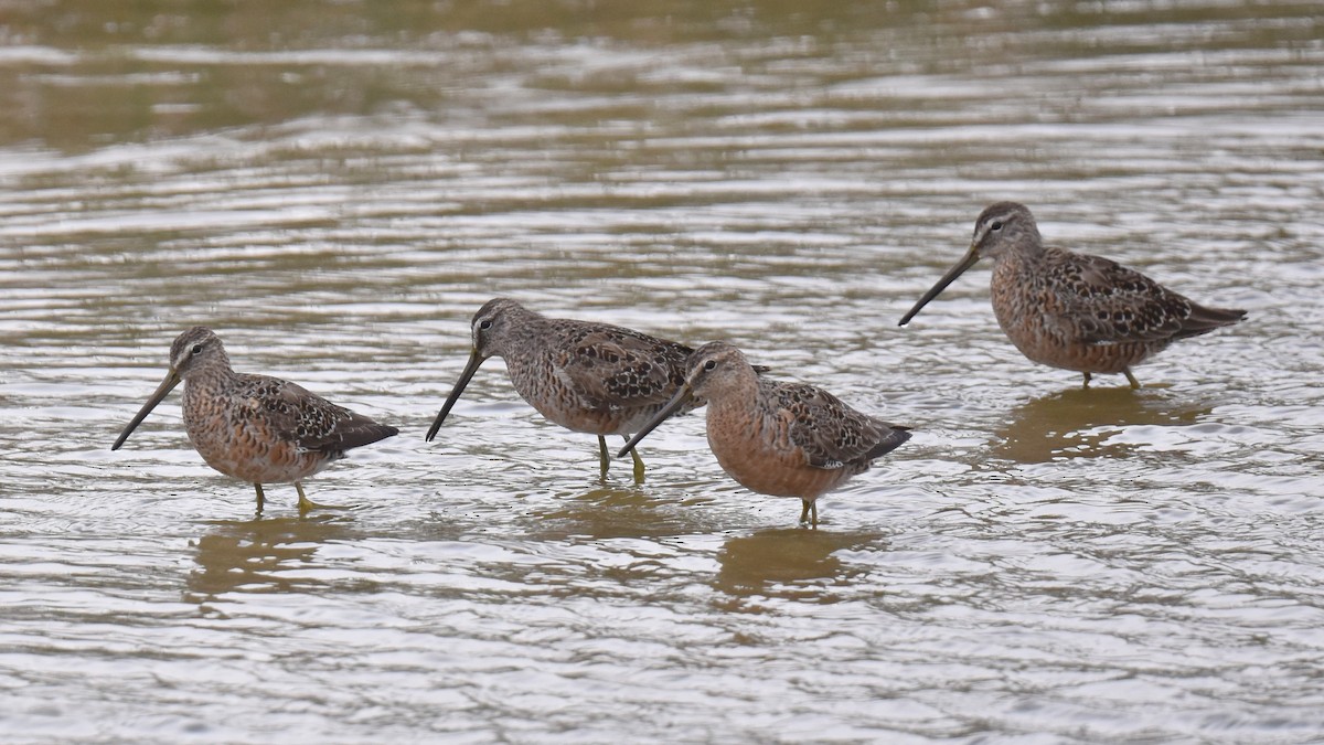 Long-billed Dowitcher - ML617233515