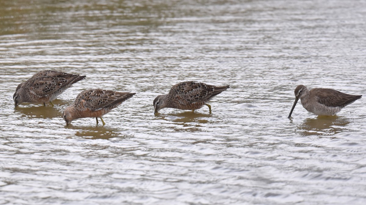 Long-billed Dowitcher - ML617233516