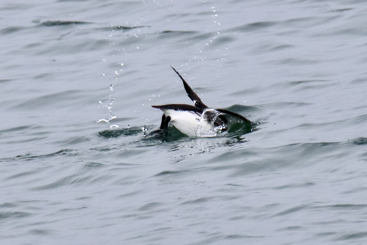 Thick-billed Murre - Diane Jalbert