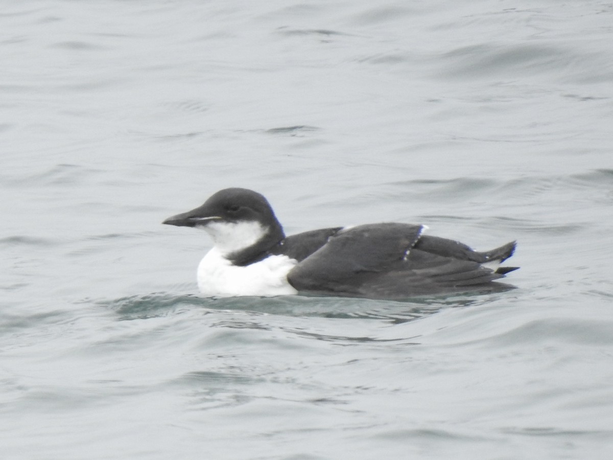 Thick-billed Murre - Diane Jalbert