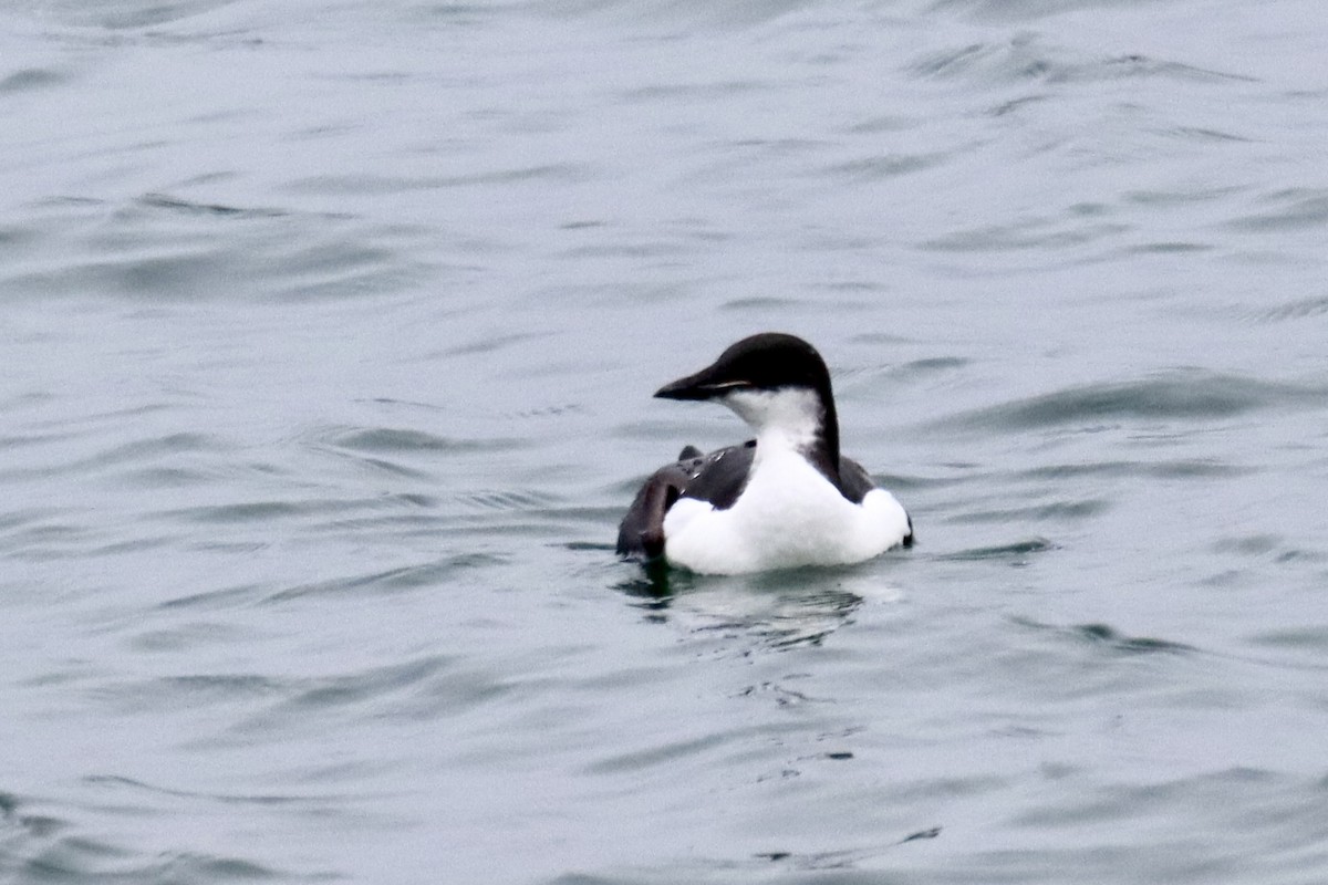 Thick-billed Murre - Diane Jalbert