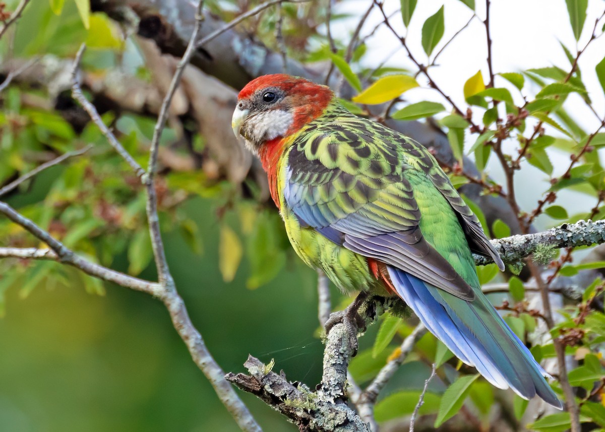 Eastern Rosella - ML617233562