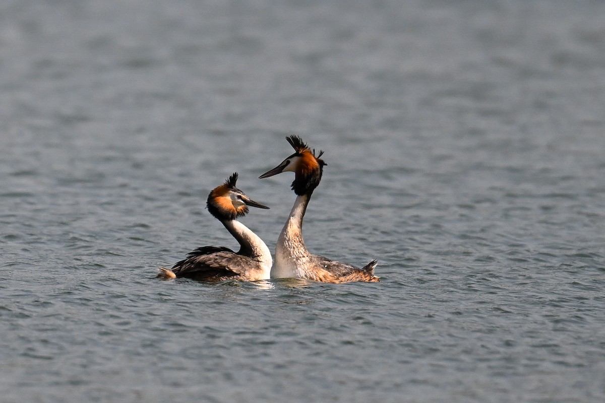 Great Crested Grebe - Maryse Neukomm