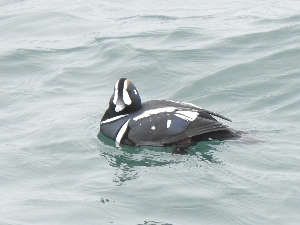 Harlequin Duck - ML617233571