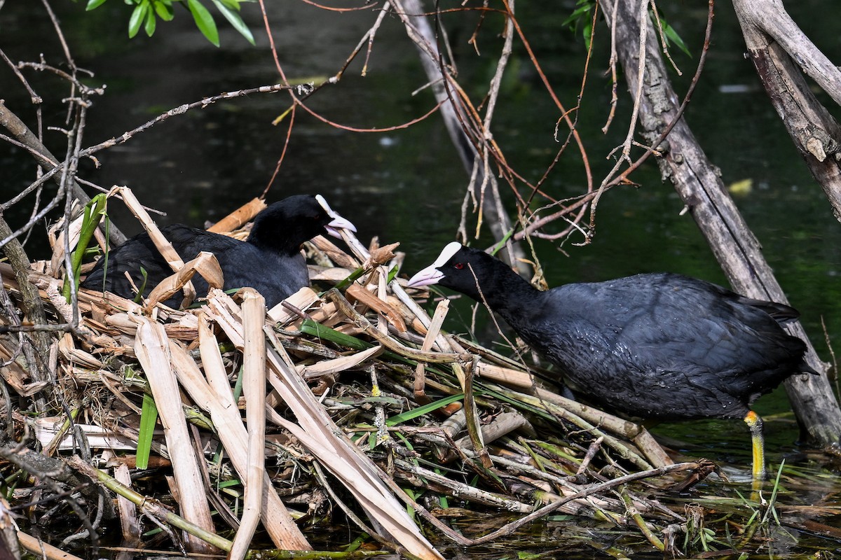 Eurasian Coot - ML617233601