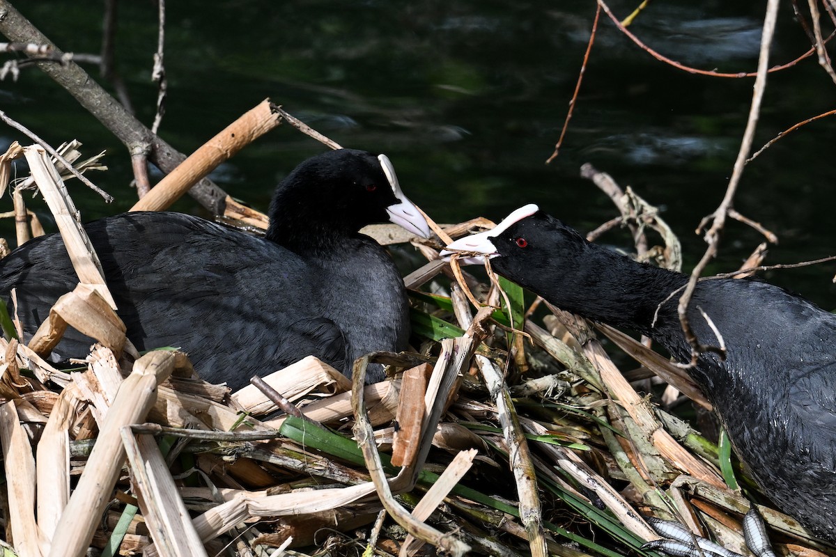 Eurasian Coot - ML617233624