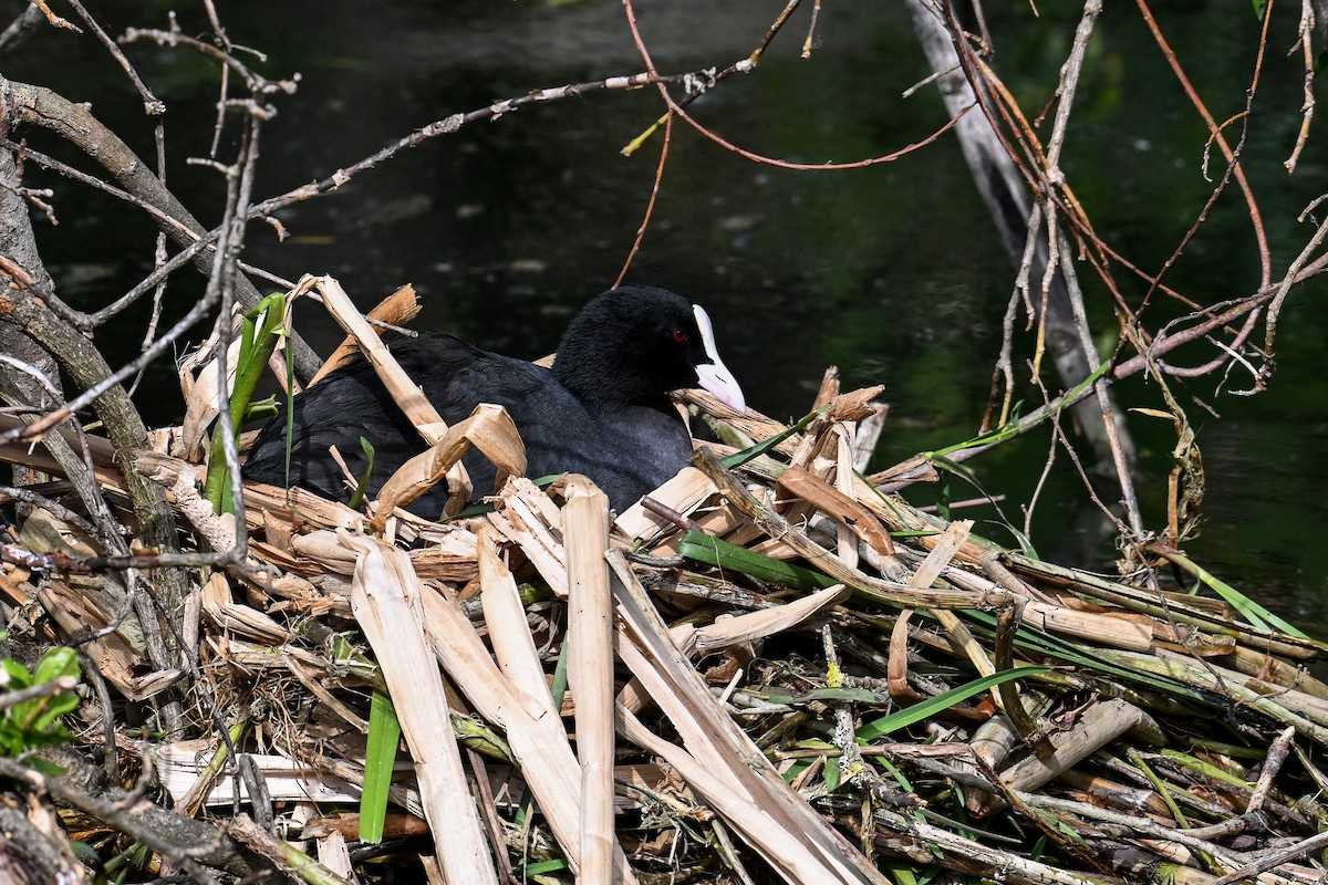 Eurasian Coot - ML617233700