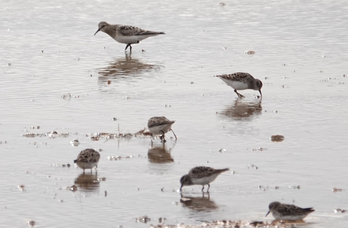 Baird's Sandpiper - Peter Williams