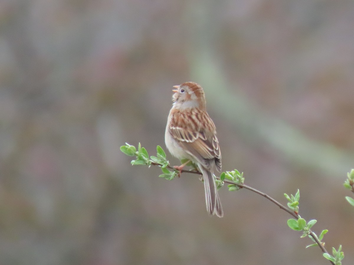 Field Sparrow - ML617233804