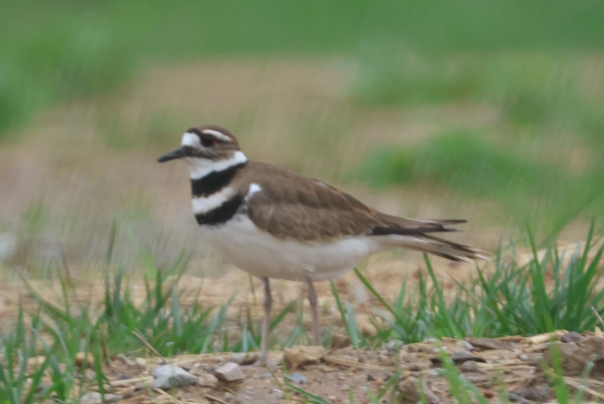 Killdeer - ML617233848