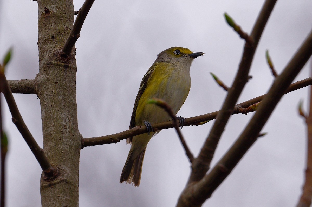 White-eyed Vireo - ML617233908