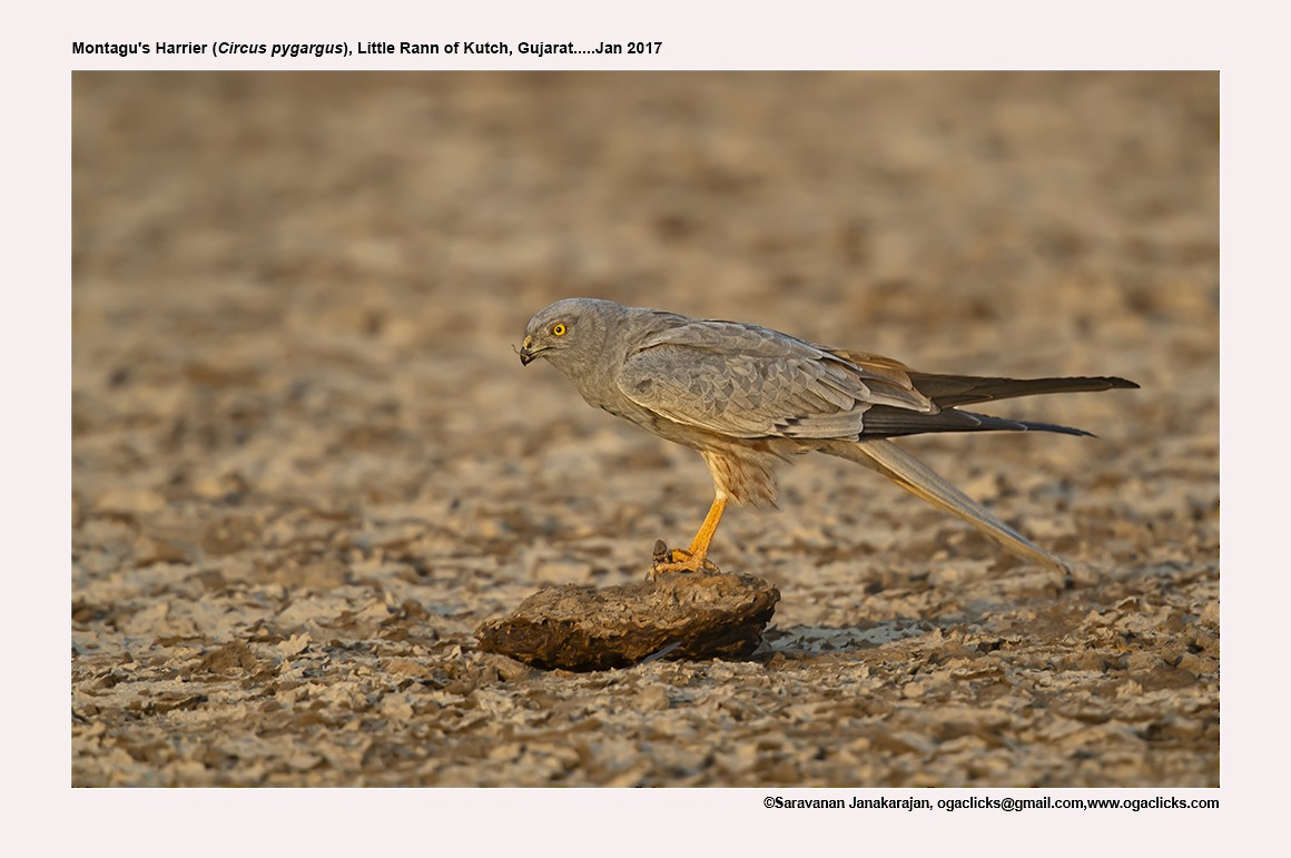 Montagu's Harrier - Saravanan Janakarajan