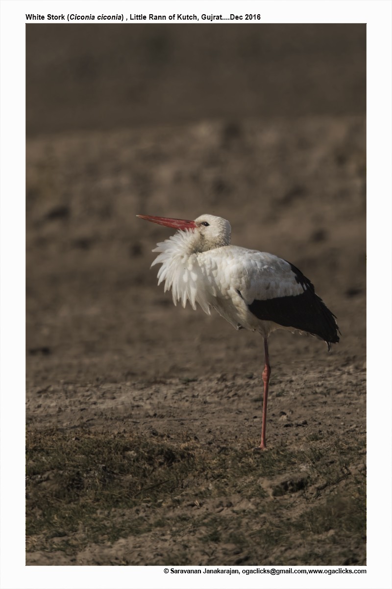 stork - ML617233968