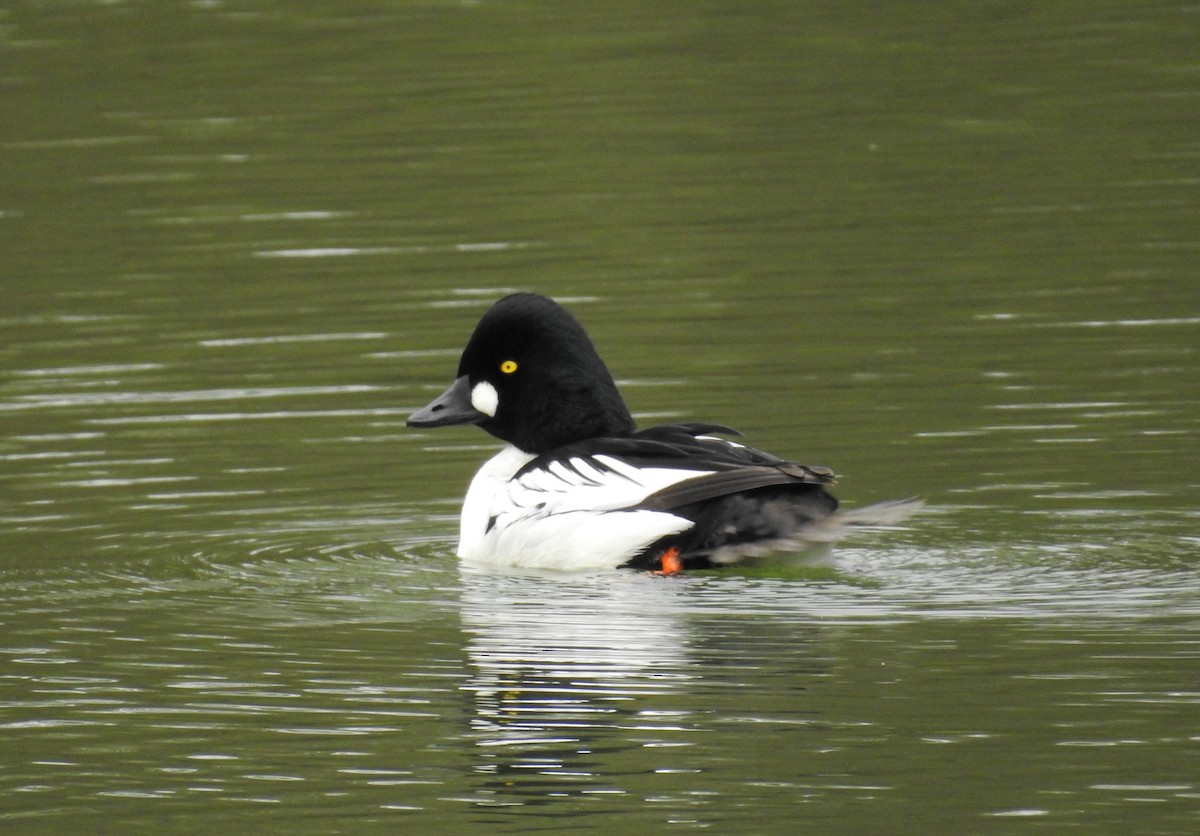 Common Goldeneye - ML617233974