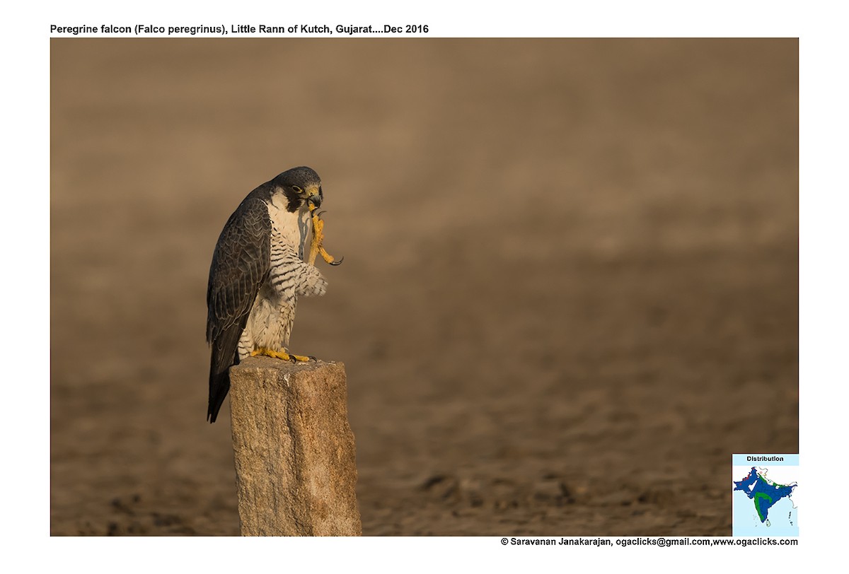 Peregrine Falcon - ML617233990