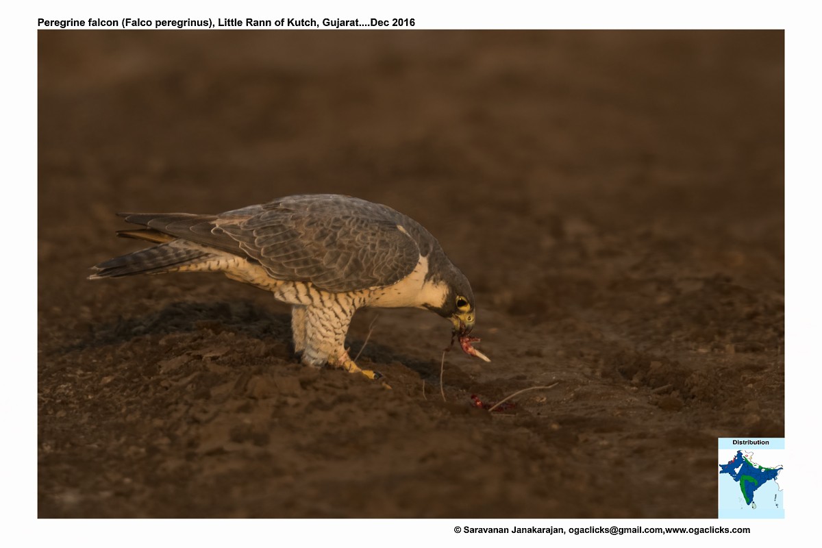 Peregrine Falcon - ML617233997