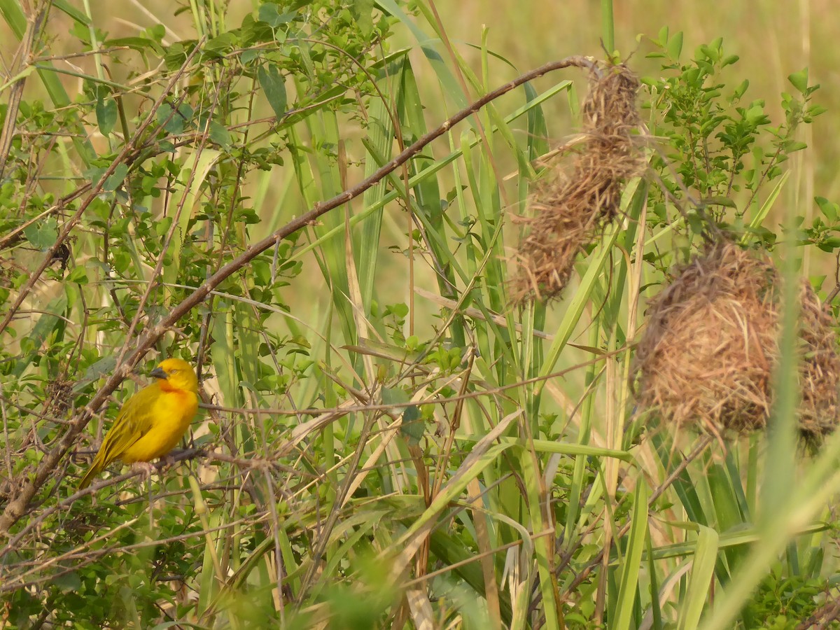 Holub's Golden-Weaver - ML617234003