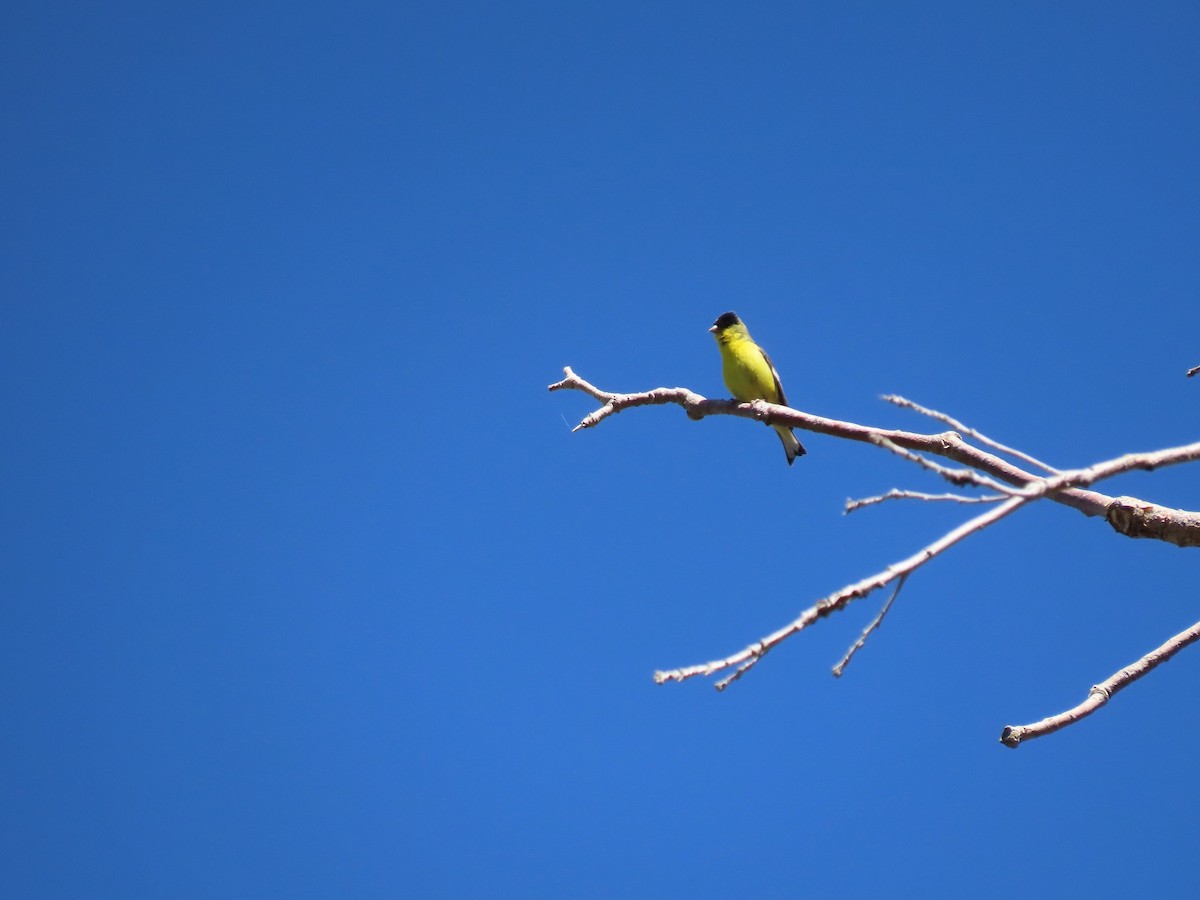 Lesser Goldfinch - ML617234009
