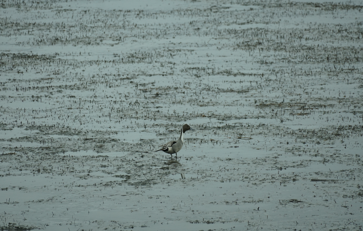 Northern Pintail - Émile Brassard-Gourdeau