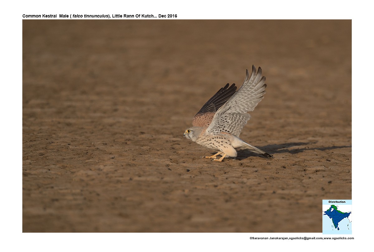 Eurasian Kestrel - ML617234012