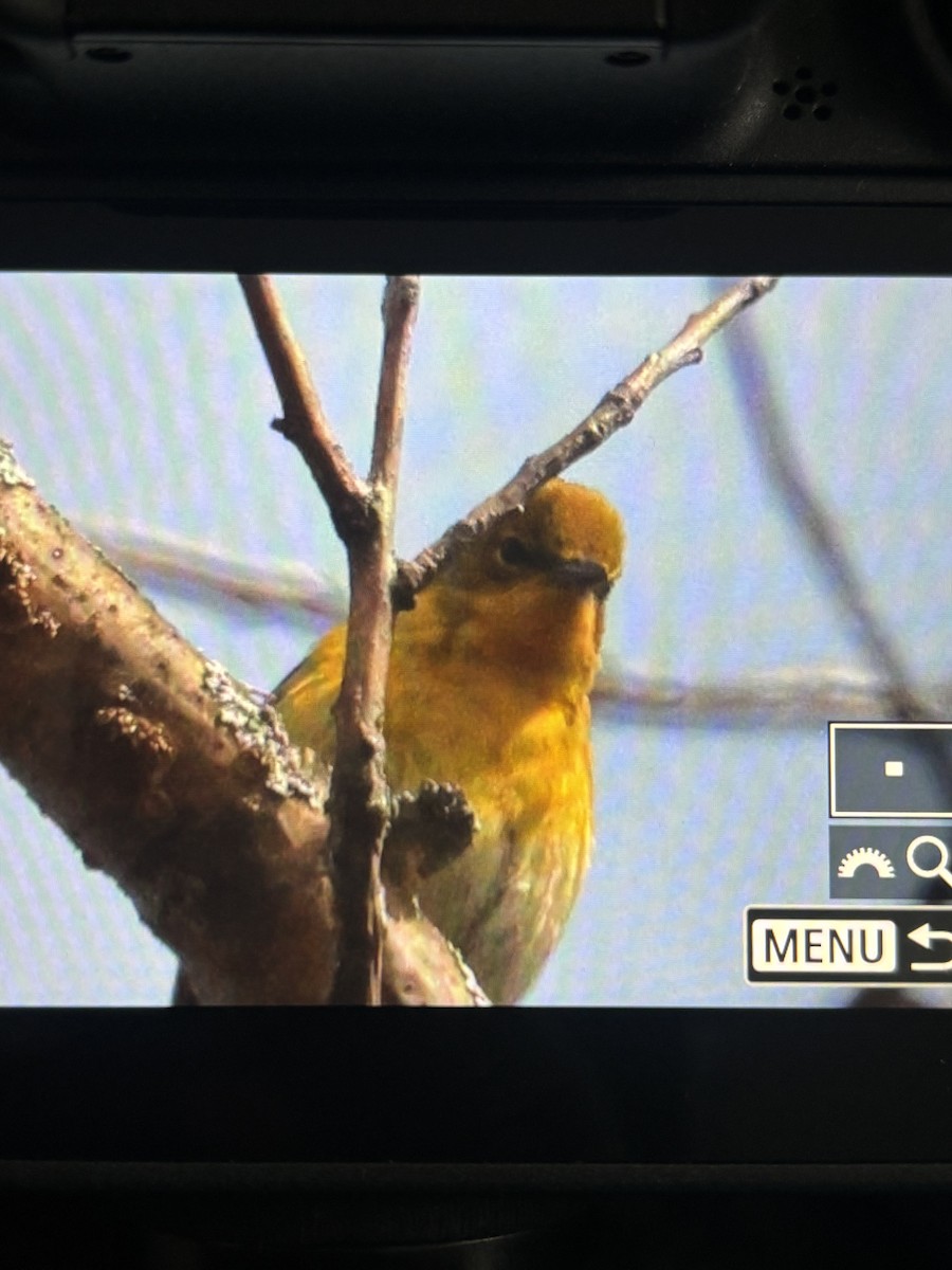 Pine Warbler - Cindy Crease