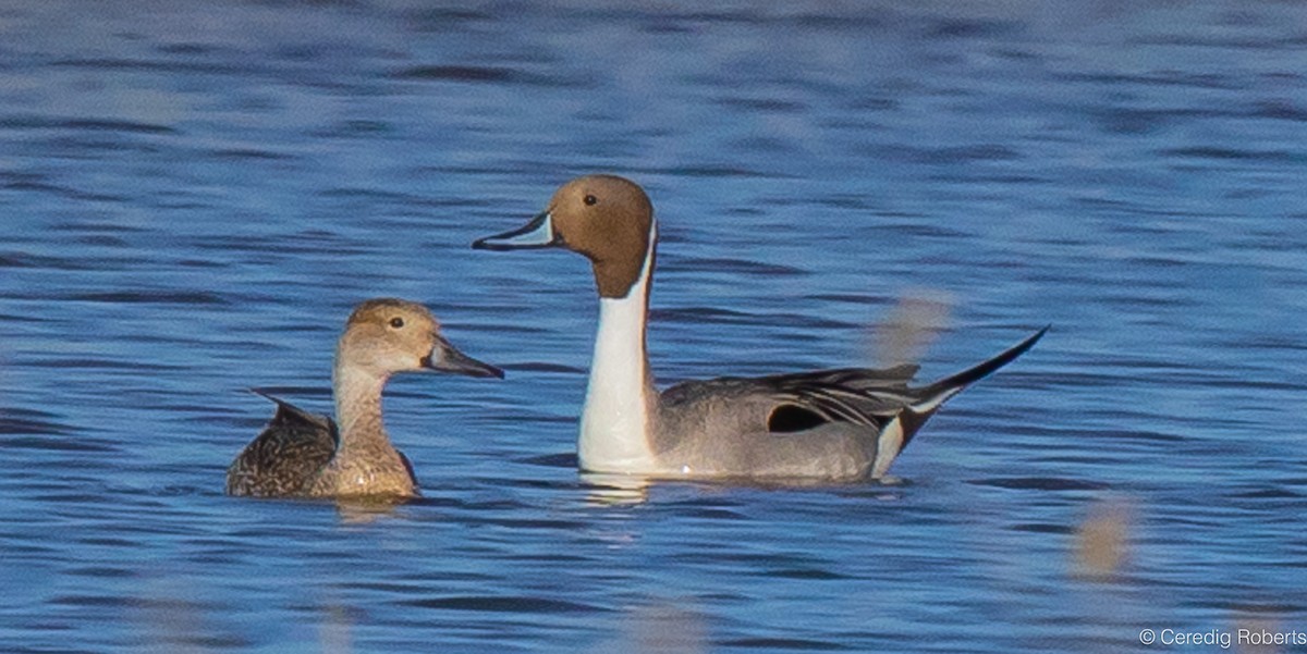 Northern Pintail - ML617234070