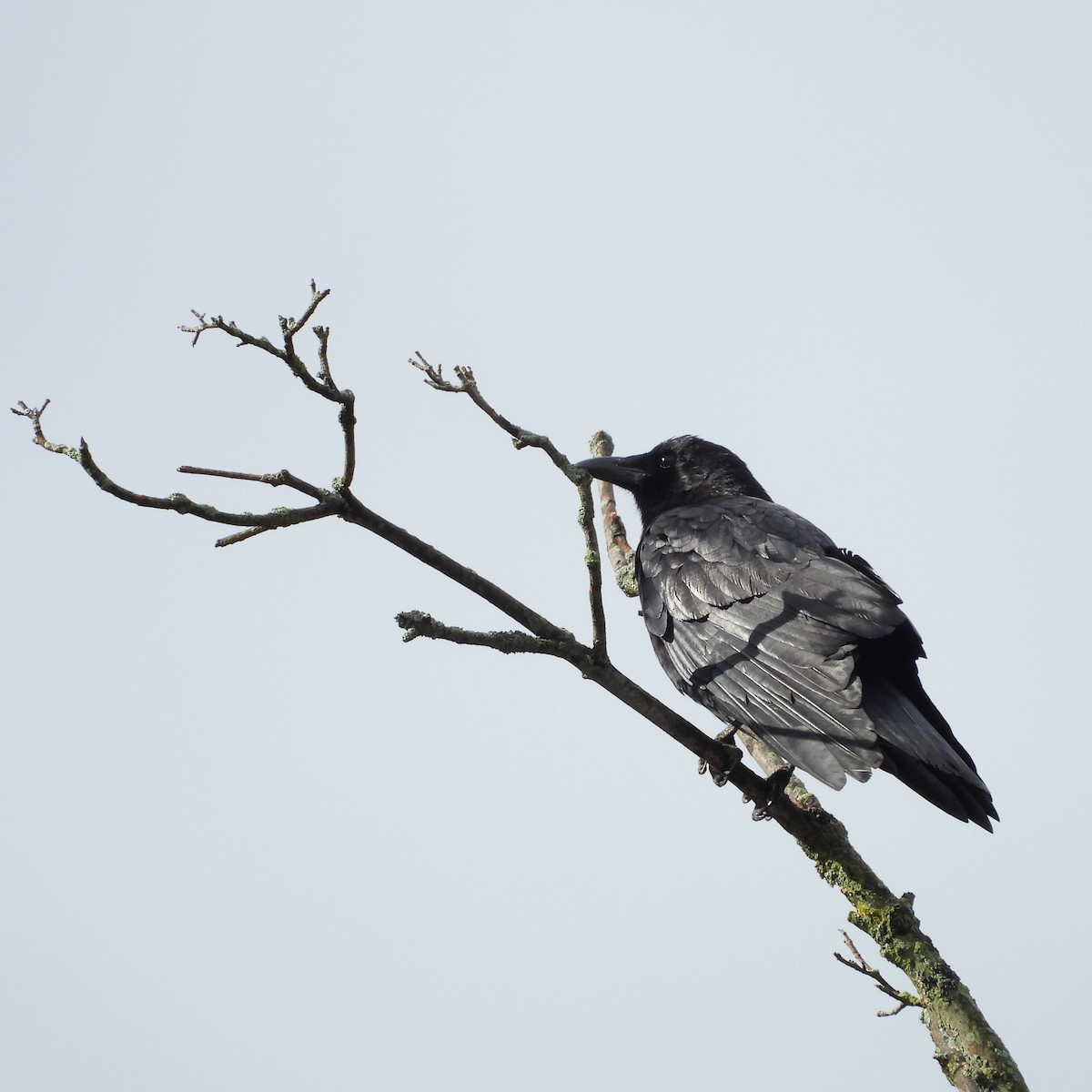 American Crow - ML617234087