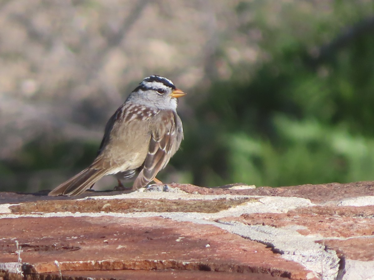 White-crowned Sparrow - Ann Swanson