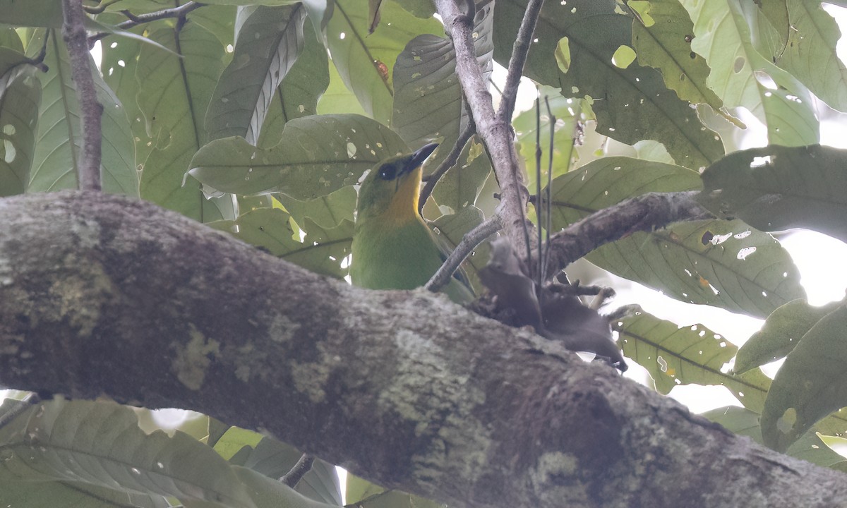 Yellow-throated Leafbird - ML617234099