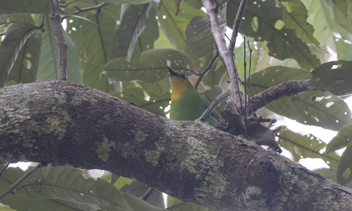Yellow-throated Leafbird - ML617234100