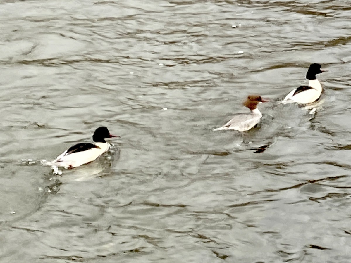 Common Merganser - Norman Jackson