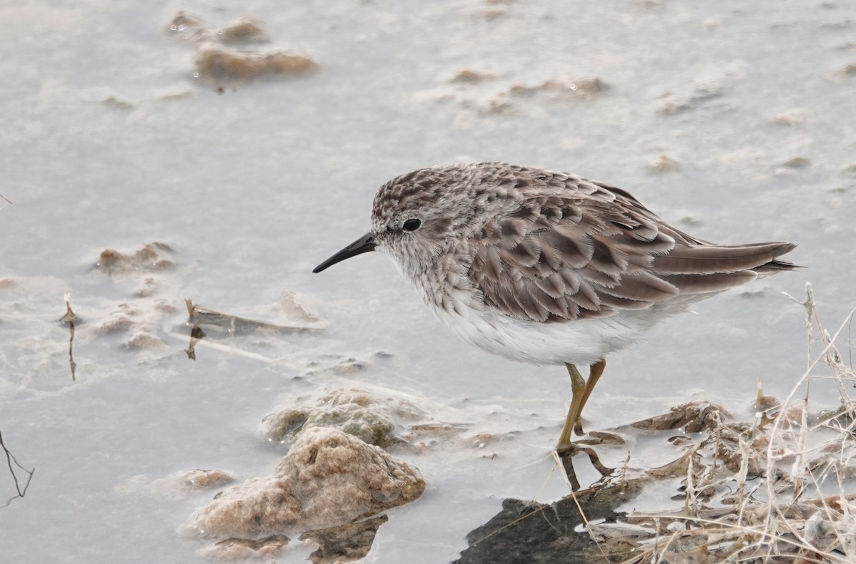 Least Sandpiper - ML617234122