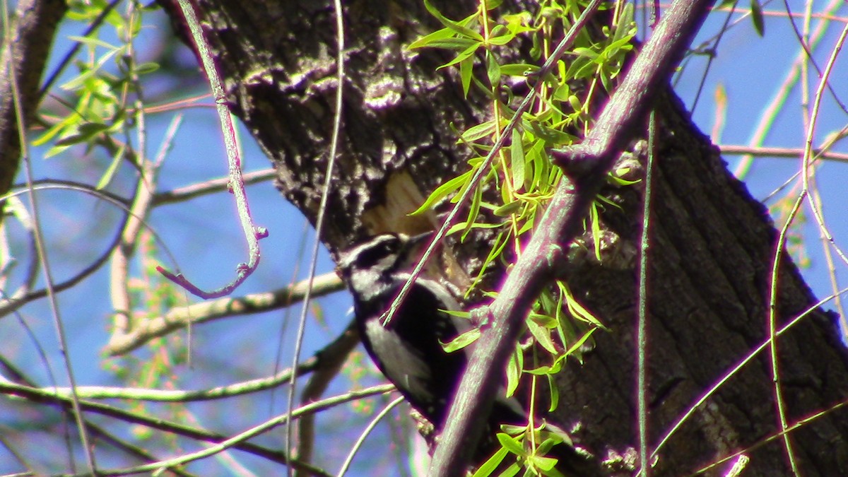 Downy Woodpecker - ML617234135