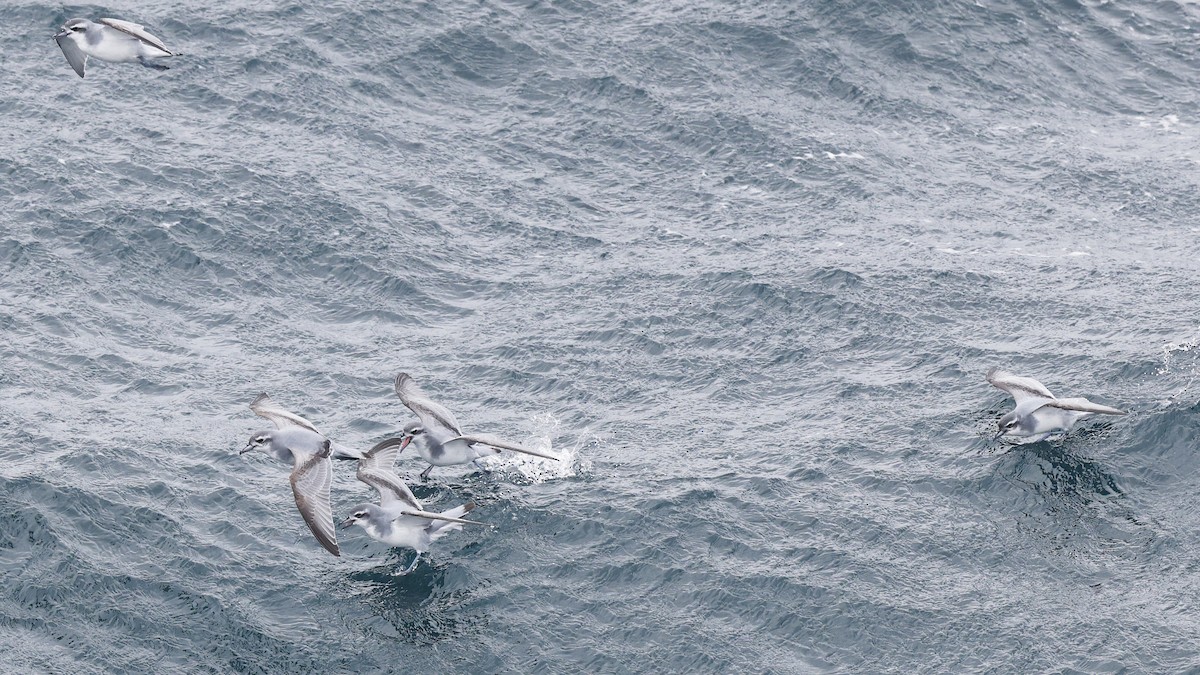 Antarctic Prion - Ian L Jones