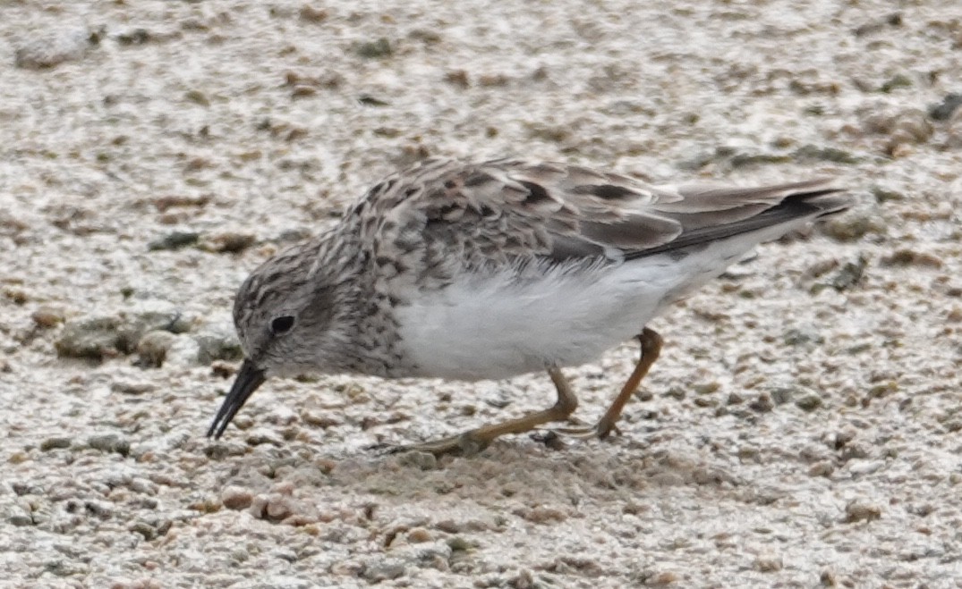 Wiesenstrandläufer - ML617234190