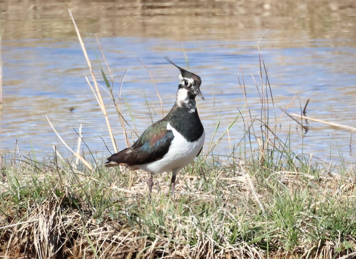 Northern Lapwing - Jesus Carrion Piquer