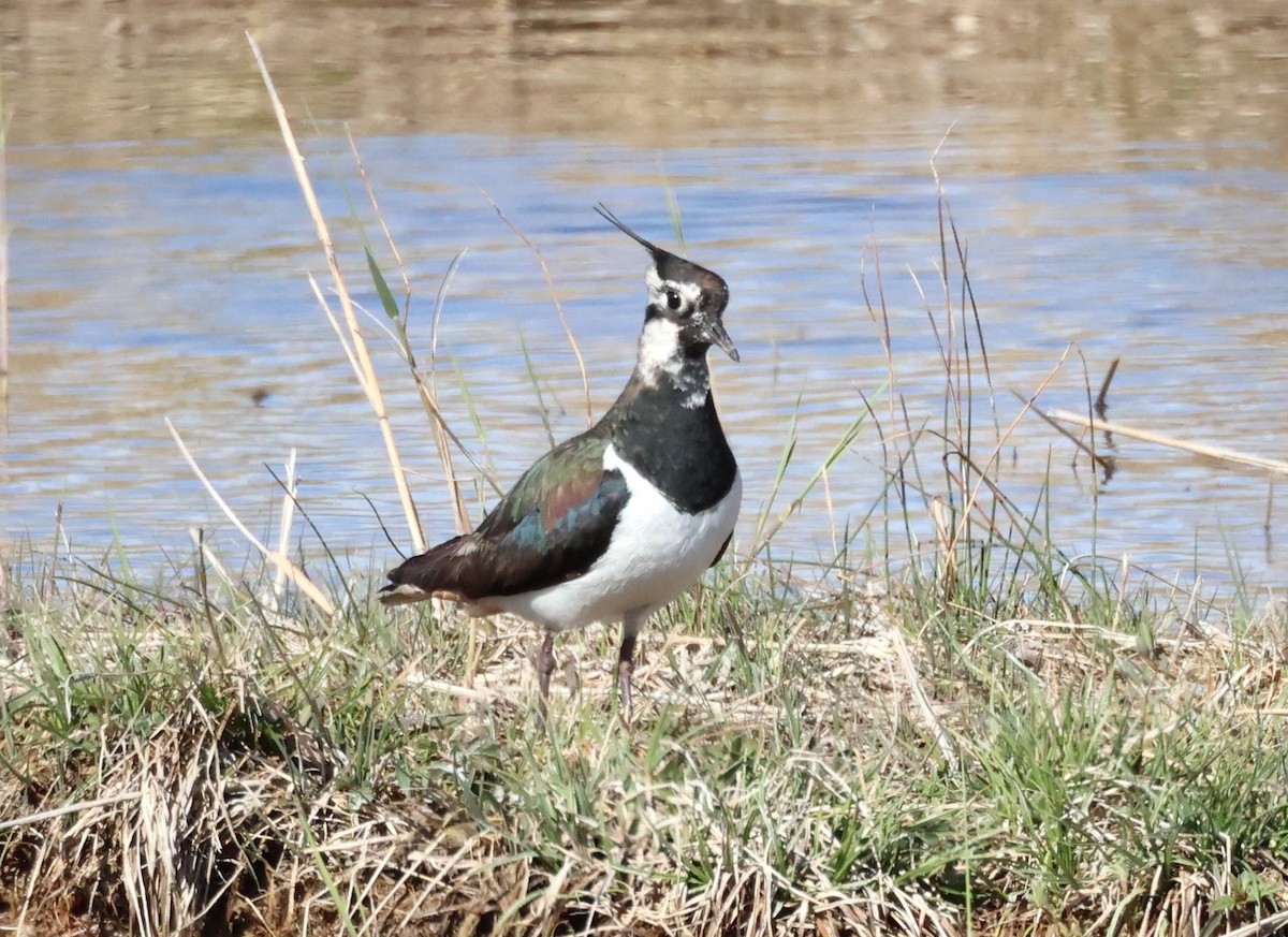 Northern Lapwing - ML617234240