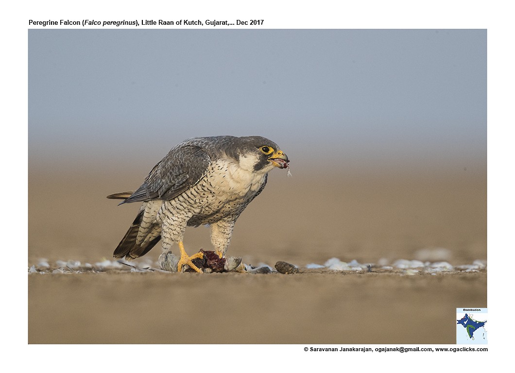 Peregrine Falcon - ML617234254