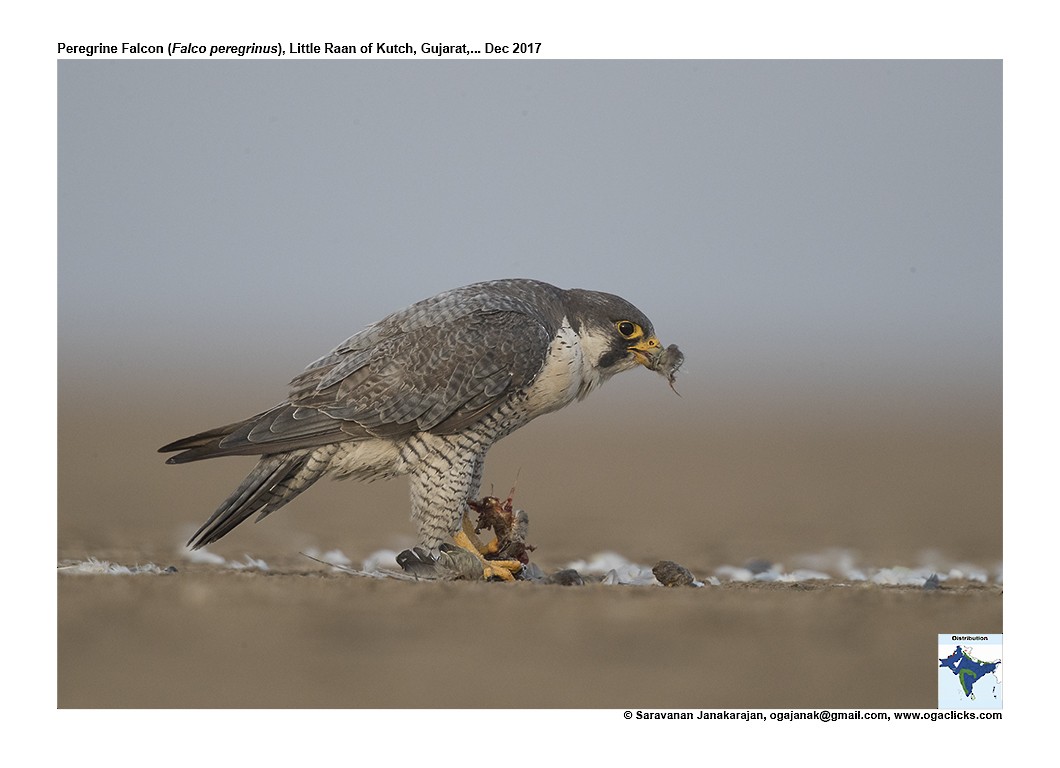 Peregrine Falcon - ML617234258