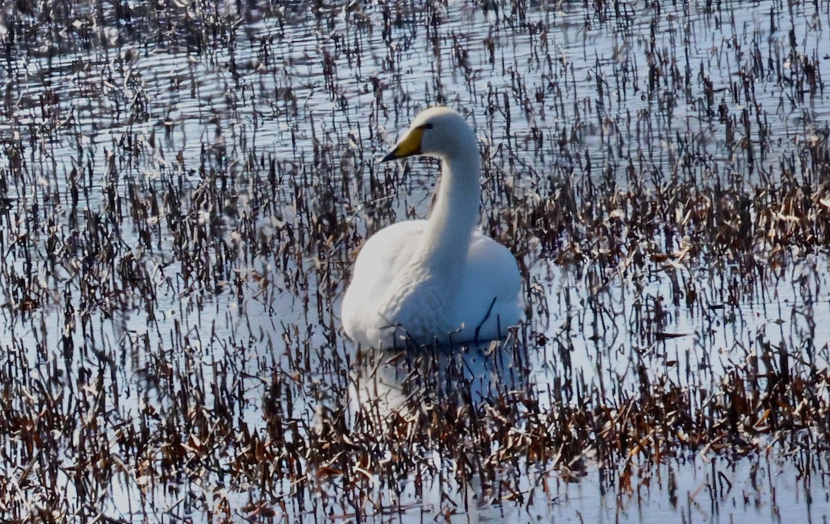 Whooper Swan - ML617234331