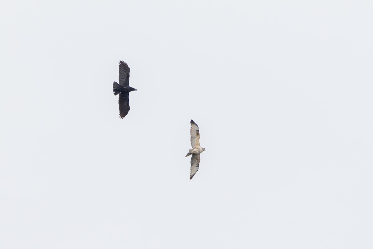 Eastern Buzzard - ML617234350