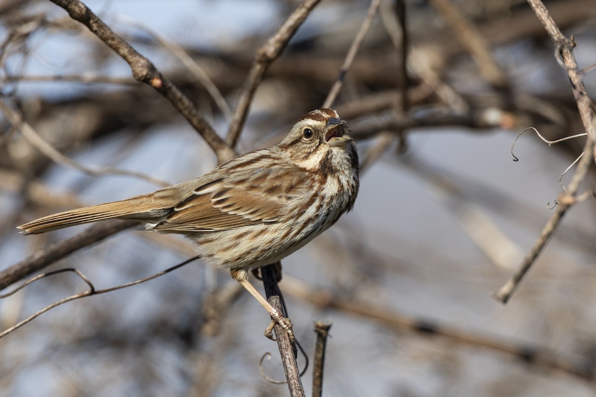 Song Sparrow (melodia/atlantica) - ML617234358