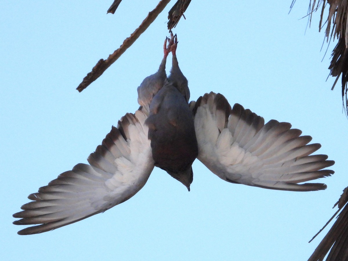 Rock Pigeon (Feral Pigeon) - Rocío Reybal 🐦