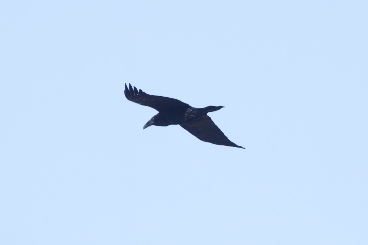 Common Raven - ML617234410
