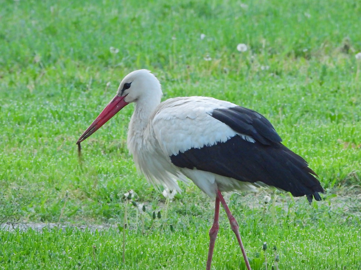 White Stork - ML617234468