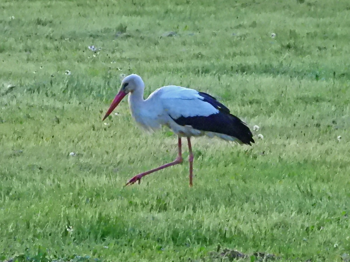 White Stork - ML617234469