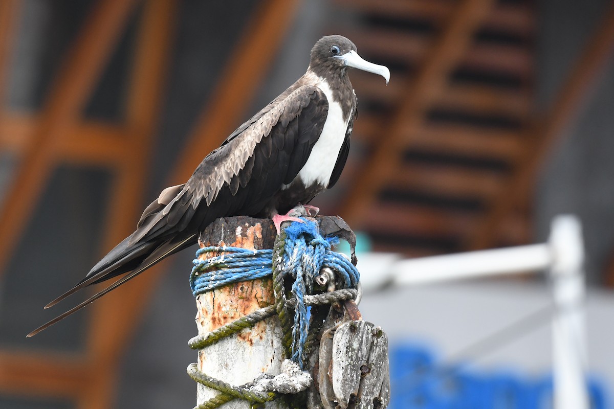 Magnificent Frigatebird - ML617234524