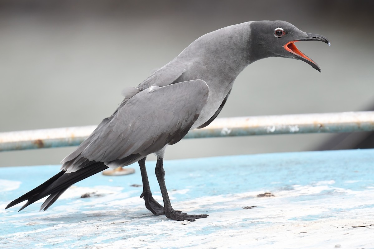 Gaviota Fuliginosa - ML617234526