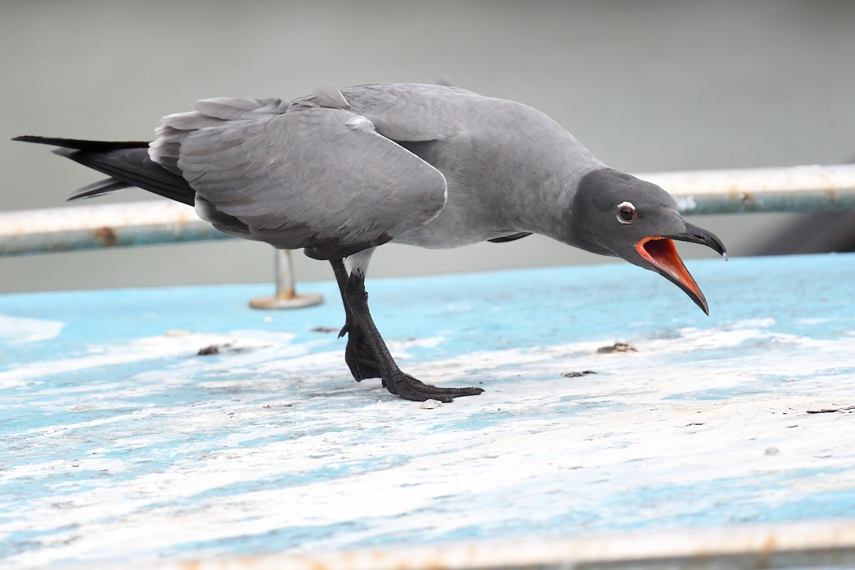 Mouette obscure - ML617234527