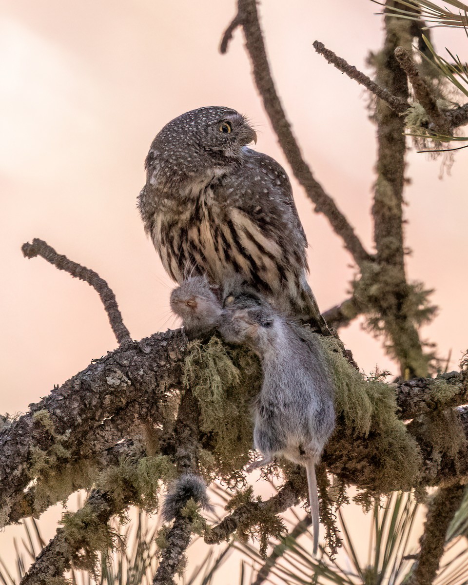 Northern Pygmy-Owl - ML617234545